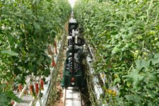 Four Growers Secures $9M Series A to Revolutionize Greenhouse Farming with AI and Robotics