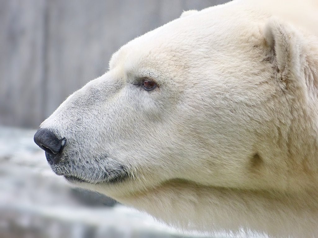 Ice-repelling secrets of polar bear fur