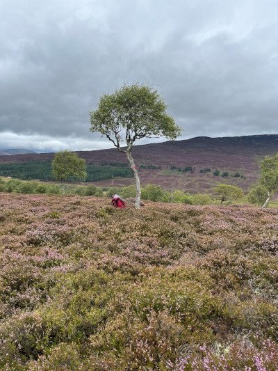 Natural tree colonisation may not always produce carbon capture benefits