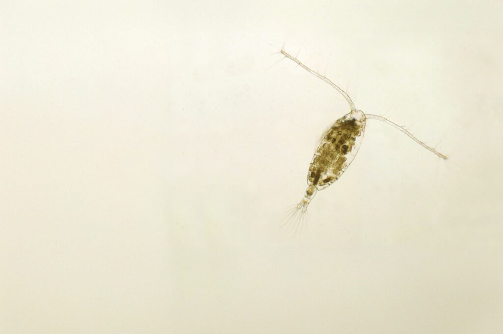 Mixed microplastic blend may be substantially more toxic for marine life