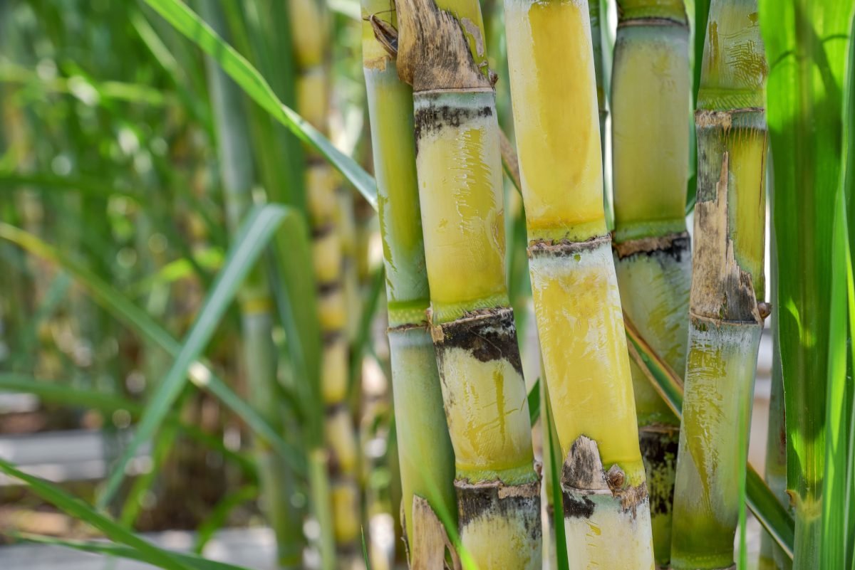 Enzyme discovery could revolutionize biofuel production