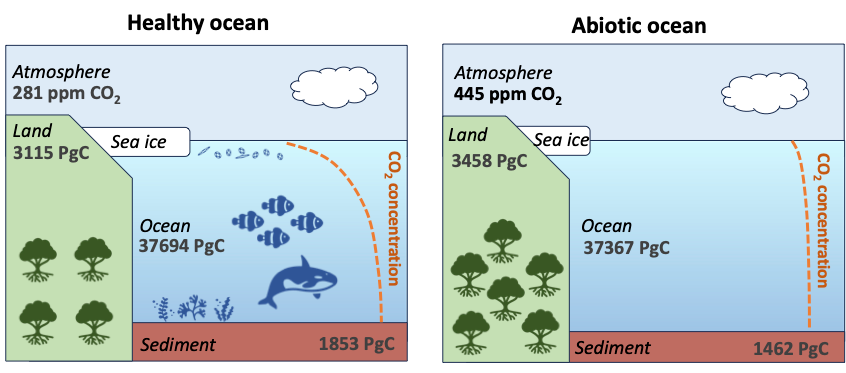 Guest post: How marine life provides climate benefits worth billions of dollars