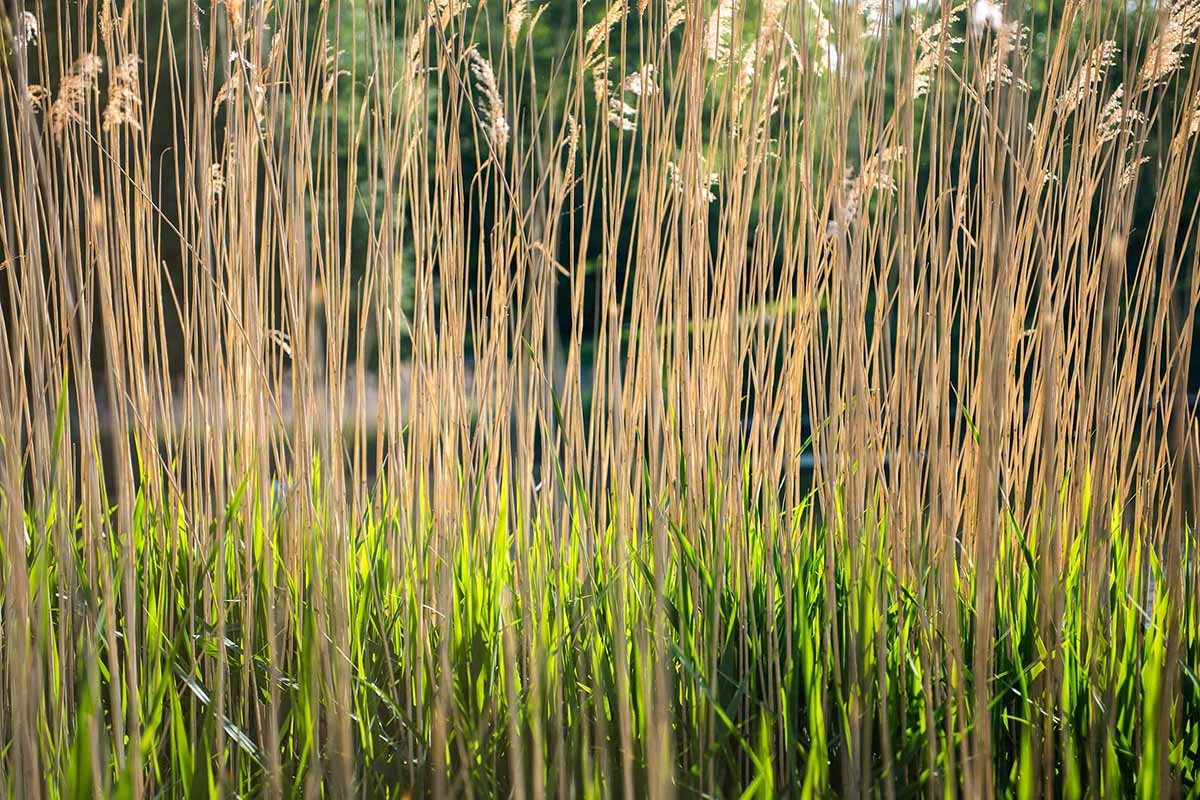 Nature coalition calls for nationwide network of river corridors