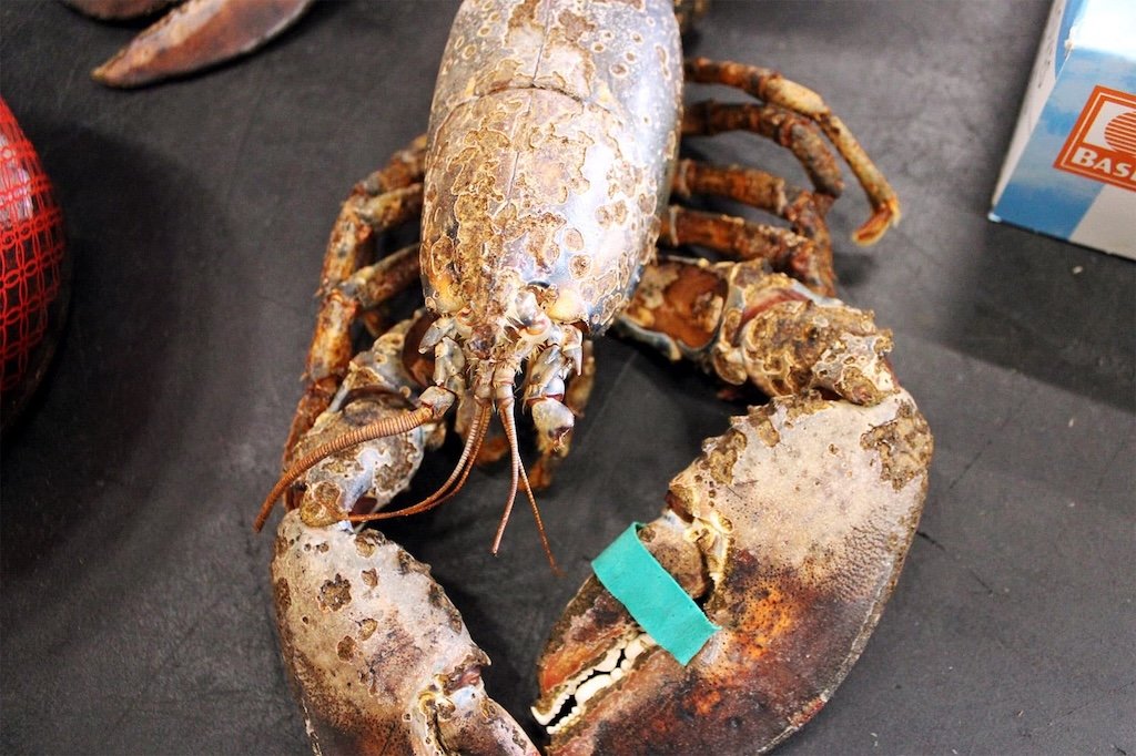 Cropped 16 July 2025: EU deforestation law pushback; Agri emissions; US lobster disease