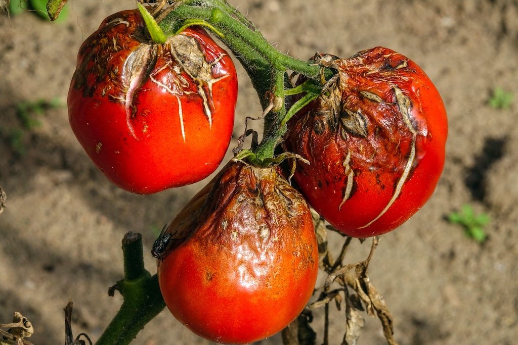 Guest post: Fungal infections are adapting to climate change – and threatening public health