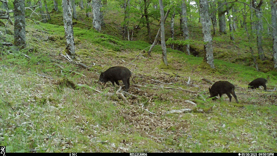 Scottish wild boar numbers to rise signifcantly over the next 50 years, new model predicts