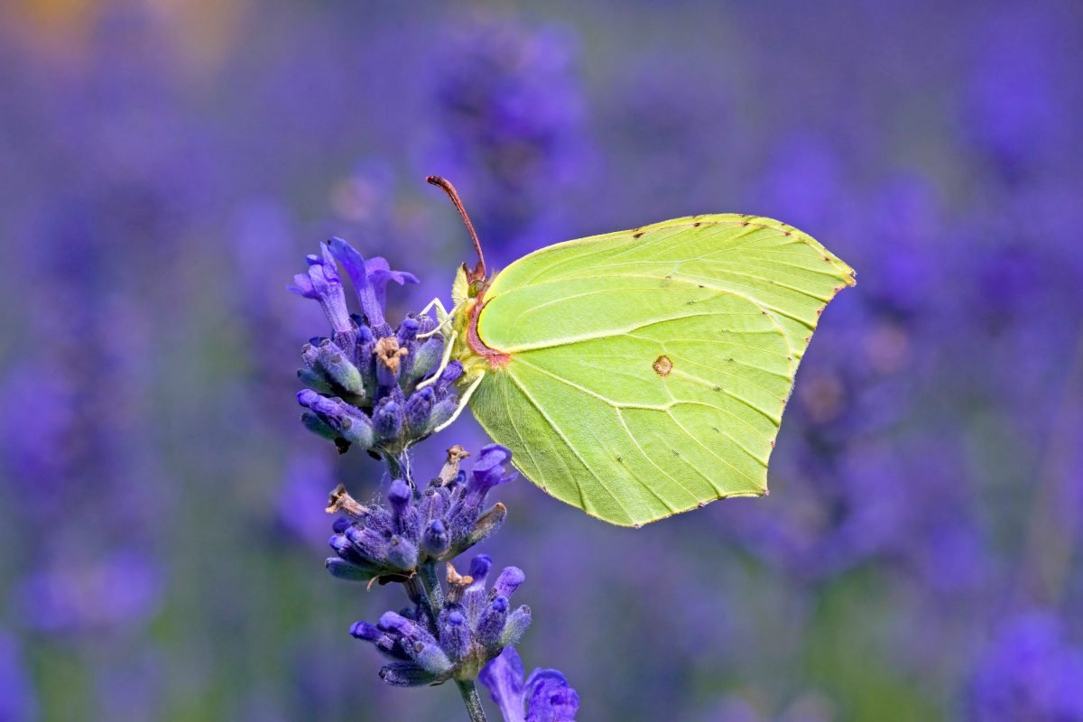 Results are in for the Big Butterfly Count 2025