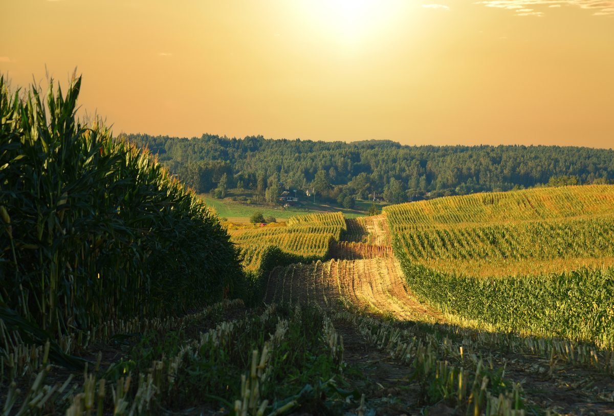 Research details PFAS risk to farmlands and behaviour in soil-plant systems