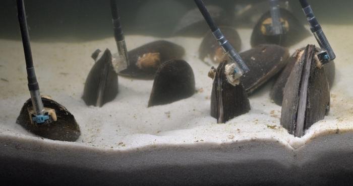 Mussels-and-sensors solution anticipates appearance of toxic algal blooms
