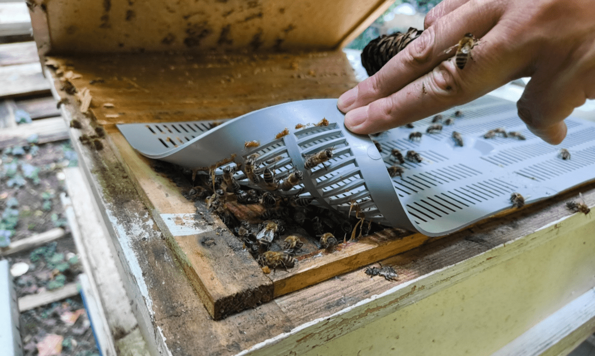 Honey bees can be used to monitor PFAS levels in the environment, says study