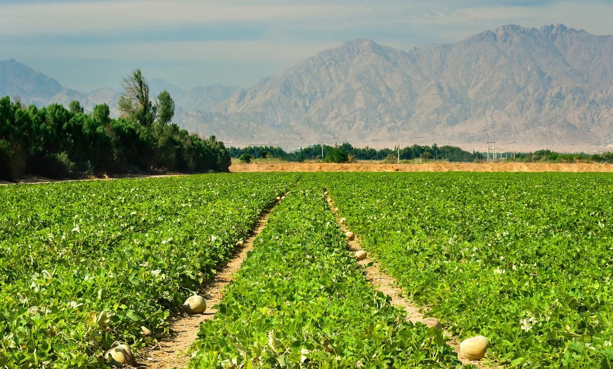 Immune response suggests genetic strategies for increasing plants’ drought resilience