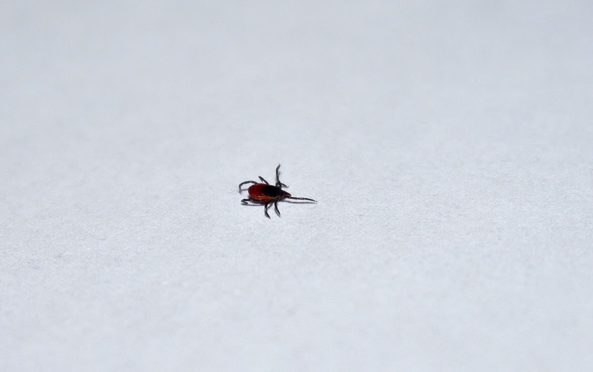 Numbers of ticks in urban greenspaces influenced by surrounding rural woodland