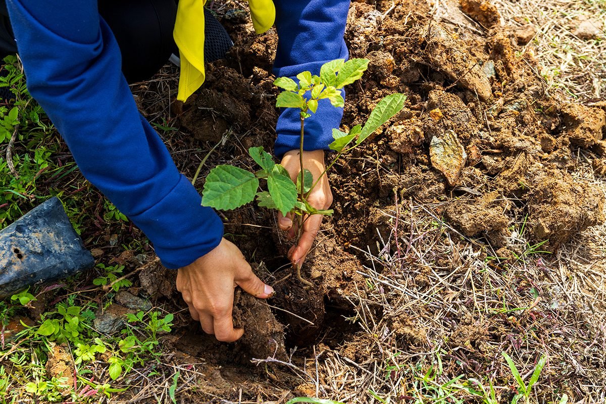 New carbon standard risks killing nature projects before they start, warns ndustry