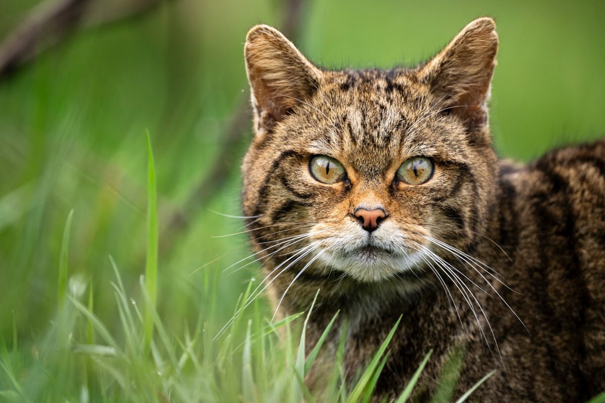 New report finds return of wildcats to South West England is feasible