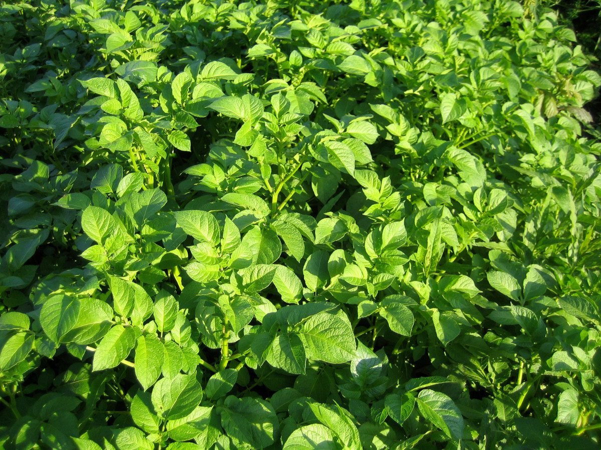 Aberdeen project to turn potato waste into “skincare gold”