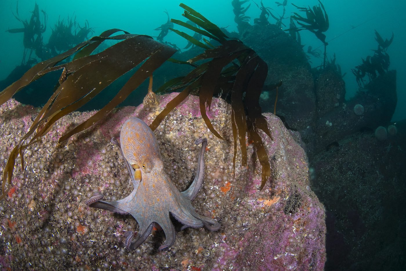 Rising octopus numbers: UK study examines impacts on coasts and communities